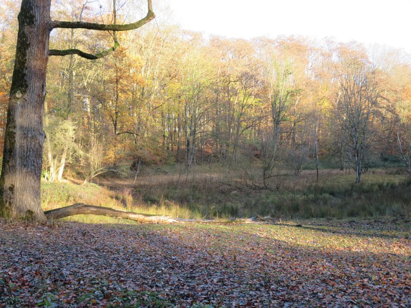 Geografisches Arboretum Rombergpark am 17,102018 (4)